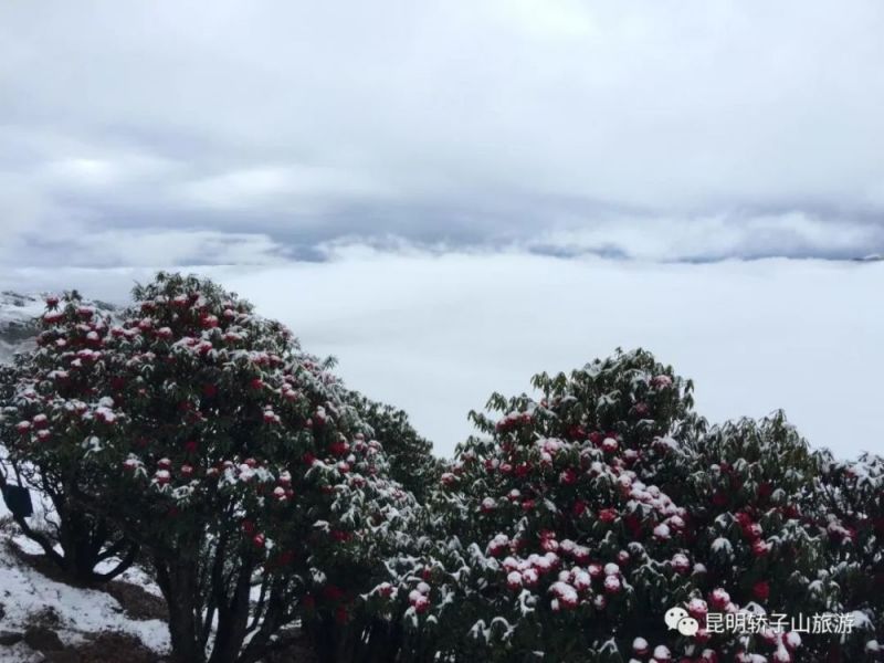 轿子山大索道：跨越式提升 打造轿子山全域旅游新形态！