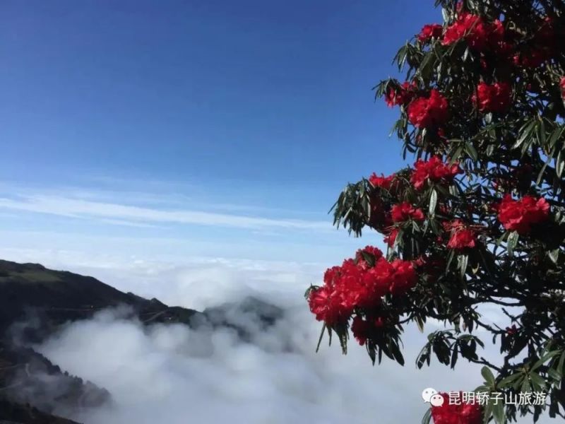 轿子山大索道：跨越式提升 打造轿子山全域旅游新形态！