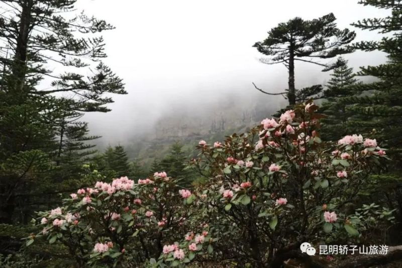 轿子山大索道：跨越式提升 打造轿子山全域旅游新形态！